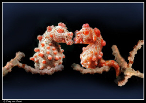 The Kiss... (since it's almost valentinesday) by Dray Van Beeck 